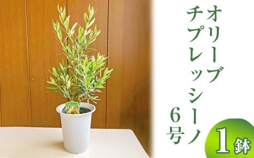 オリーブ チプレッシーノ6号 | 観葉植物 植物 グリーン オリーブの木 チプレッシーノ 室内 苗 鉢植え シンボルツリー ギフト 贈答 贈り物 プレゼント お中元 お歳暮 直送 農家直送 茨城県 古河市 送料無料 ※離島への配送不可 _BZ10