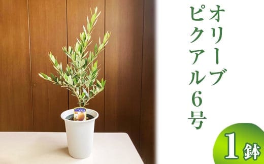 オリーブ ピクアル6号 | 観葉植物 植物 グリーン オリーブの木 ピクアル 室内 苗 鉢植え シンボルツリー ギフト 贈答 贈り物 プレゼント お中元 お歳暮 直送 農家直送 茨城県 古河市 送料無料 ※離島への配送不可 _BZ11