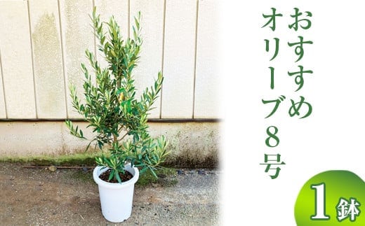 おすすめオリーブ8号 | 観葉植物 植物 グリーン オリーブの木 室内 苗 鉢植え シンボルツリー ギフト 贈答 贈り物 プレゼント お中元 お歳暮 直送 農家直送 茨城県 古河市 送料無料 ※離島への配送不可 _BZ12