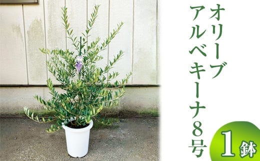 オリーブ アルベキーナ8号 | 観葉植物 植物 グリーン オリーブの木 アルベキーナ 室内 苗 鉢植え シンボルツリー ギフト 贈答 贈り物 プレゼント お中元 お歳暮 直送 農家直送 茨城県 古河市 送料無料 ※離島への配送不可 _BZ13