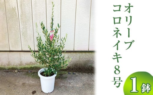 オリーブ コロネイキ8号 | 観葉植物 植物 グリーン オリーブの木 コロネイキ 室内 苗 鉢植え シンボルツリー ギフト 贈答 贈り物 プレゼント お中元 お歳暮 直送 農家直送 茨城県 古河市 送料無料 ※離島への配送不可 _BZ16