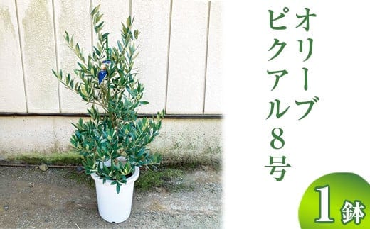 オリーブ ピクアル8号 | 観葉植物 植物 グリーン オリーブの木 ピクアル 室内 苗 鉢植え シンボルツリー ギフト 贈答 贈り物 プレゼント お中元 お歳暮 直送 農家直送 茨城県 古河市 送料無料 ※離島への配送不可 _BZ18