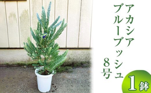 アカシア ブルーブッシュ8号 | 観葉植物 植物 グリーン アカシアの木 ブルーブッシュ 室内 苗 鉢植え シンボルツリー ギフト 贈答 贈り物 プレゼント お中元 お歳暮 直送 農家直送 茨城県 古河市 送料無料 ※離島への配送不可 _BZ19