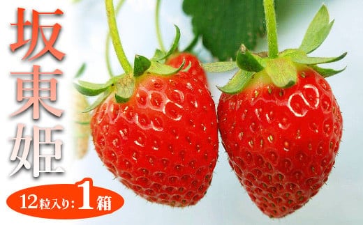 坂東姫 12粒入×1箱 ※2025年12月下旬～2026年2月上旬頃に順次発送予定 ※北海道・沖縄・離島への配送不可 ｜ 坂東太郎 果物 フルーツ 旬 くだもの 甘い お取り寄せ ギフト 贈り物 _CB18