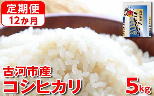 【定期便 12か月】【新米】令和7年産 古河市産コシヒカリ 5kg | 米 こめ コメ 5キロ 定期便 精米 こしひかり 単一米 国産 古河市産 茨城県産 贈答 贈り物 プレゼント 茨城県 古河市 直送 農家直送 産地直送 送料無料 _DP36