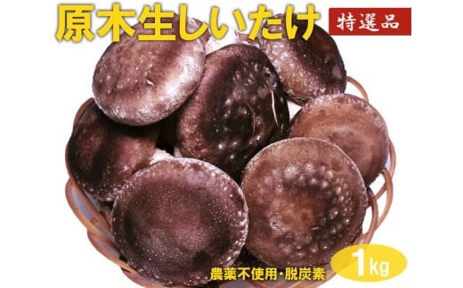原木生しいたけ 1kg 特大厚肉品 特選品 贈答用 農薬不使用 脱炭素 ※離島への配送不可 _DR02