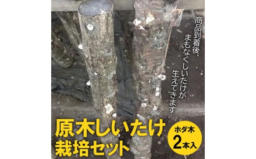 原木しいたけ栽培セット・ホダ木2本入り | しいたけ シイタケ 椎茸 栽培キット 木 栽培 実験 観察 夏休み 宿題 冬休み 春休み 収穫 簡単 おいしい 便利 手軽 自由研究 _DR04 ※離島への配送不可