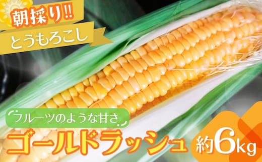 朝採りとうもろこし ゴールドラッシュ 約6kg | トウモロコシ とうもろこし もろこし コーン スイートコーン 甘い 人気 朝採り 新鮮 産地直送 生産者直送 贈答 贈り物 ギフト お土産 期間限定 数量限定 送料無料 茨城県 古河市 _GJ01 ※2026年7月～発送