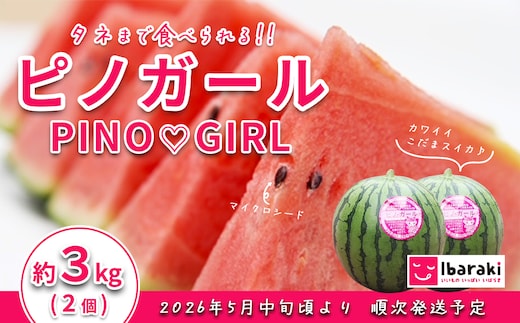 【先行予約】茨城県産ピノガール約3kg（2個）【2026年5月中旬～6月中旬ごろ発送予定】【 スイカ 西瓜 果物 くだもの フルーツ 国産 季節限定 人気 贈り物 お取り寄せ プレゼント 厳選 デザート 】