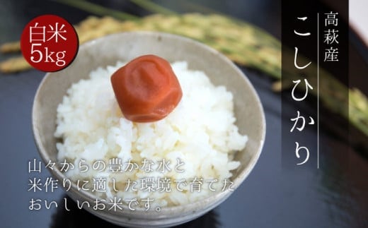 高萩産 コシヒカリ 5kg