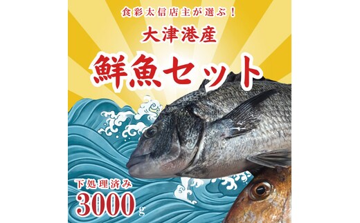 飲食店『食彩太信』店主が選ぶ！大津港地魚鮮魚セット 下処理済み【賞味期限：到着後、冷蔵保存で3日間】(AA205)