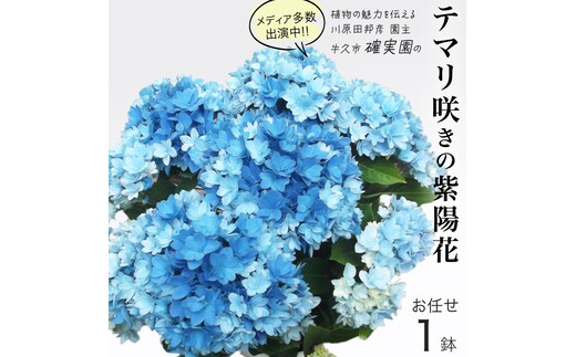 ≪先行予約≫ アジサイ テマリ咲き【 おまかせ 1点 】【2025年4月上旬頃より発送開始】植物 花 インテリア フラワー 紫陽花 お花 園芸 初夏 贈り物 ギフト ガーデニング
