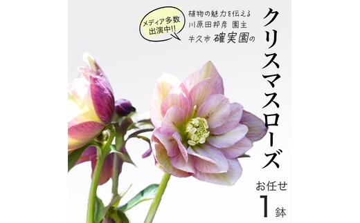 《 先行予約 》 【 確実園 オリジナル 】 クリスマスローズ（おまかせ1点） ガーデニング 花 はな フラワー 鉢 鉢植え