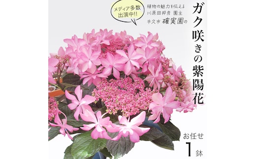 ≪先行予約≫アジサイ ガク咲き 【 おまかせ 1点 】【2025年4月上旬頃より発送開始】 植物 花 インテリア フラワー 紫陽花 お花 園芸 初夏 梅雨 ガーデニング