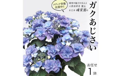 ≪先行予約≫ガク アジサイ 【 おまかせ 1点 】【2025年4月上旬頃より発送開始】 植物 花 インテリア フラワー 紫陽花 お花 園芸 初夏 梅雨 ガーデニング