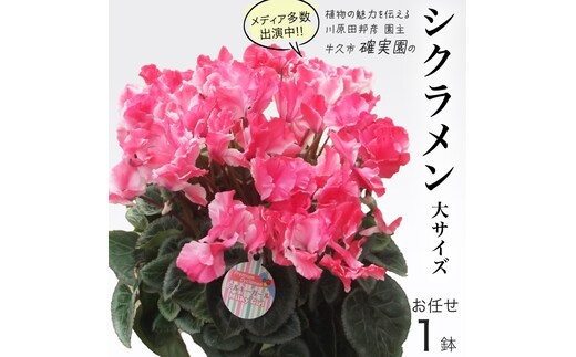 シクラメン 「大サイズ」【 おまかせ 1点 】 ガーデニング 花 はな フラワー 鉢 鉢植え 常温 ギフト プレゼント 贈り物 贈答 牛久市 確実園
