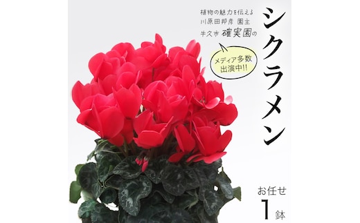 シクラメン【 おまかせ 1点 】 ガーデニング 花 はな フラワー 鉢 鉢植え 常温 ギフト プレゼント 贈り物 贈答 牛久市 確実園