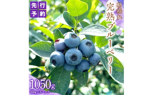 ≪先行予約≫ 朝採れ 完熟 ブルーベリー 1,050g （ 350g × 3パック ）【 2026年 6月上旬頃より発送開始 】 数量限定 冷蔵 ベリー 甘い 甘酸っぱい 完熟 新鮮 フルーツ 果物 くだもの 贈り物 贈答 ギフト 国産 茨城 農園 産地直送