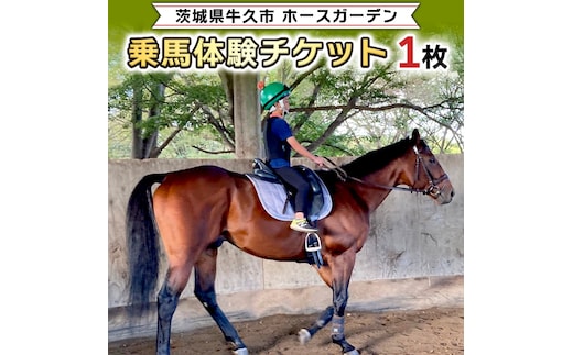 乗馬体験１回コース 乗馬 レッスン 見学 初心者 日帰り 体験 馬 チケット