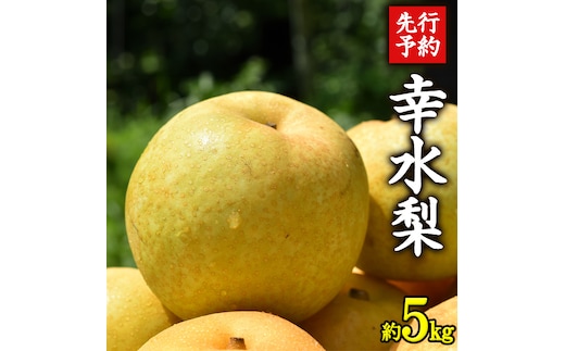 ≪先行予約≫ 茨城県産 梨 幸水 （約 5kg） 【 2026年 8月下旬頃より発送開始 】 梨 なし 果物 フルーツ 新鮮 旬 期間限定 甘い 国産