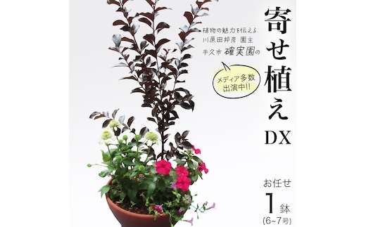 【 確実園 オリジナル 】 寄せ植え DX （おまかせ1点） ガーデニング 花 はな フラワー 鉢 鉢植え