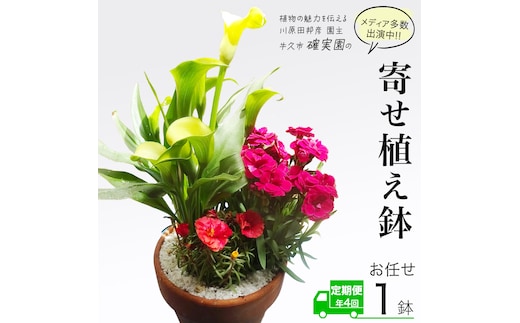 《 3ヶ月に1回お届け！年4回 定期便 》【 確実園 オリジナル 】 寄せ植え （おまかせ1点） ガーデニング 花 はな フラワー 鉢 鉢植え