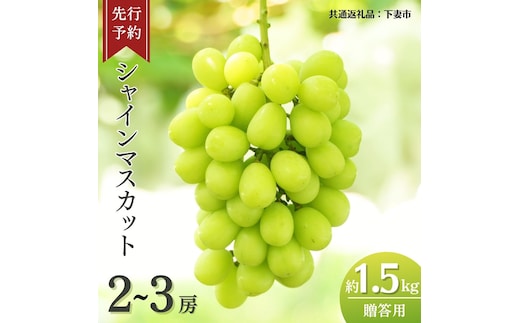 《 先行予約 》 シャインマスカット 2～3房 ( 約 1.5kg ) 贈答用 【2026年8月下旬頃発送開始】 ( 共通返礼品：下妻市 )フルーツ 果物 マスカット ぶどう 葡萄 ブドウ 旬 国産 産地直送 化粧箱 ギフト 【石崎ぶどう園】