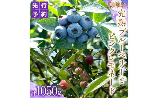 ≪先行予約≫【 数量限定 】 朝採れ 完熟 ブルーベリー 700g と ピンクレモネード 350g の 詰合せ セット 食べ比べ (1パックあたり 350g ) 【 2026年 6月上旬頃より発送開始 】 数量限定 冷蔵 ベリー 甘い 甘酸っぱい 完熟 新鮮 フルーツ 果物 くだもの 贈り物 贈答 ギフト 国産 茨城 農園 産地直送
