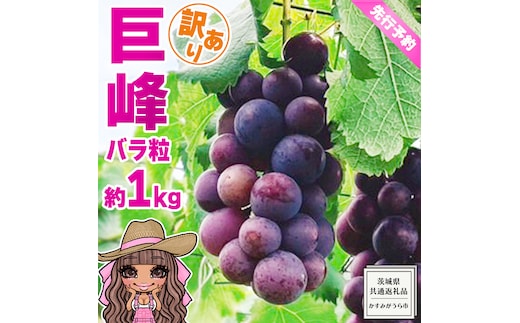 【 先行予約 】【 訳あり 】 バラ粒 甘くてジューシーな旬の天使の 巨峰 約 1kg （ 茨城県共通返礼品： かすみがうら市 ） 【 2026年8月頃発送 】 フルーツ 果物 マスカット ぶどう 葡萄 ブドウ 旬 国産 産地直送 ギフト 贈り物
