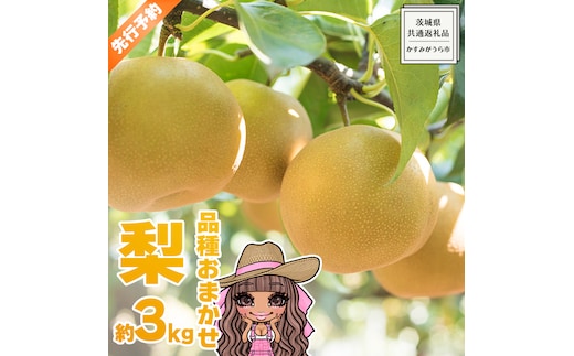 【 先行予約 】 品種おまかせ 採れたて 完熟天使の 甘梨 約 3kg （ 茨城県共通返礼品： かすみがうら市 ） 【 2026年8月中旬頃発送 】 フルーツ 果物 なし ナシ 旬 新鮮 旬 期間限定 甘い 国産