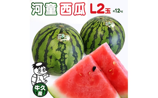 《 先行予約 》 牛久市産 河童 西瓜 L 2玉 ( 約 12kg ) 【 2026年6月中旬発送開始 】 果物 フルーツ Lサイズ スイカ すいか 期間限定 旬 国産 アイス シャーベット