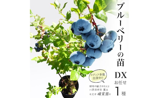 ブルーベリー の 苗 DX 1品種 （品種おまかせ） ラビットアイ系 ハイブッシュ系サザン サザンハイブッシュ系 苗木 庭木 果樹 ガーデニング 家庭菜園 果物 くだもの