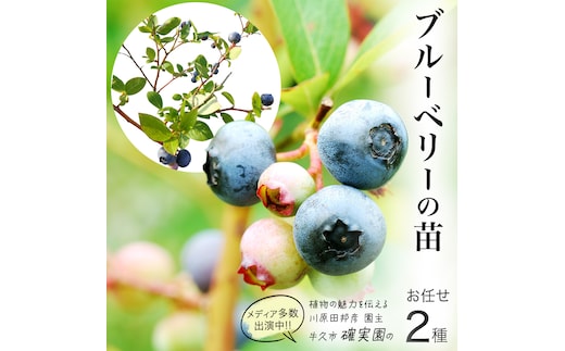 ブルーベリー の 苗 2品種セット （品種おまかせ） ラビットアイ系 ハイブッシュ系サザン サザンハイブッシュ系 苗木 庭木 果樹 ガーデニング 家庭菜園 果物 くだもの
