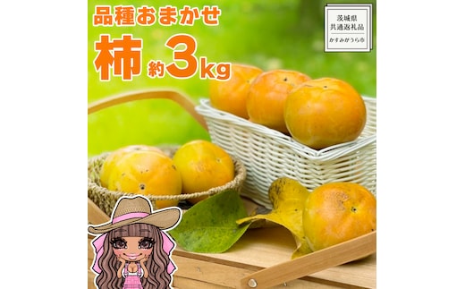 【 先行予約 】 品種おまかせ 採れたて天使の 甘柿 約 3kg（ 茨城県共通返礼品：かすみがうら市 ） 【 2026年10月頃発送 】 フルーツ かき カキ 果物 旬 新鮮 期間限定 甘い 国産