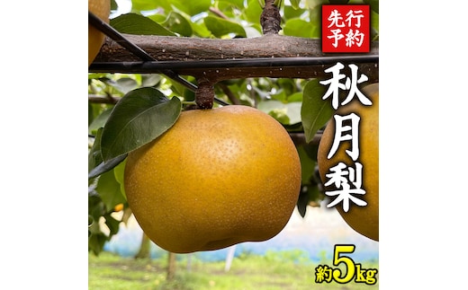 《 先行予約 》 茨城県産 梨 秋月 （ 約5kg ） 【 2026年 9月上旬頃より発送開始 】 あきづき アキヅキ フルーツ 果物 なし ナシ 旬 新鮮 旬 期間限定 国産