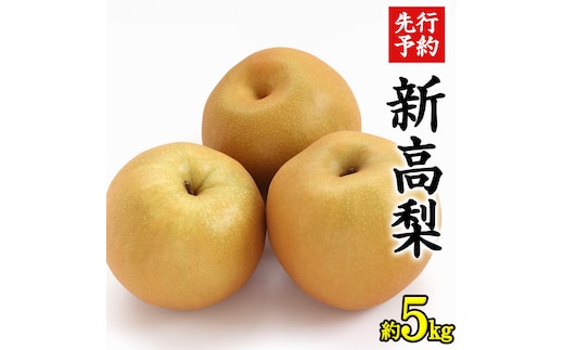 《 先行予約 》 茨城県産 梨 新高 （ 約5kg ） 【 2026年 9月中旬頃より発送開始 】 にいたか ニイタカ フルーツ 果物 なし ナシ 旬 新鮮 旬 期間限定 国産