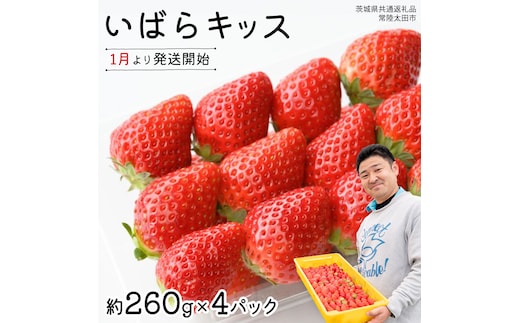 【 先行予約 】 茨城県品種 いばら キッス ( 4パック×1箱 )【 2026年1月から発送開始 】 ( 茨城県共通返礼品 : 常陸太田市 ) 約 260g × 4 パック いばらキッス いばらきっす いちご 数量限定 果物 くだもの フルーツ 苺 イチゴ 期間限定