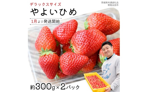 【 先行予約 】 やよいひめ ( 2パック ) 特大 デラックス サイズ 【 2026年1月から発送開始 】 ( 茨城県共通返礼品 : 常陸太田市 ) 約 300g × 2 パック やよいひめ ヤヨイヒメ 弥生姫 いちご 数量限定 果物 くだもの フルーツ 苺 イチゴ 期間限定
