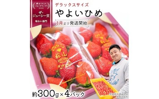 「食べチョクいちごグランプリ2026」味わい部門「ザ・ジューシー賞」受賞 やよいひめ ( 4パック ) 特大 デラックス サイズ 【 2027年1月から発送開始 】 ( 茨常陸太田市 共通返礼品 )約 300g × 4 パック やよいひめ ヤヨイヒメ 弥生姫 いちご 数量限定 果物 くだもの フルーツ 苺 イチゴ 期間限定