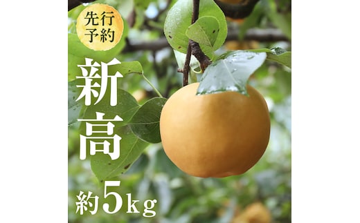 【 2026年9月下旬発送開始 】 茨城県産 梨 新高 （約 5kg ） 6～12玉 フルーツ 果物 なし ナシ 旬 新鮮 甘い 国産 ジューシー みずみずしい 先行予約