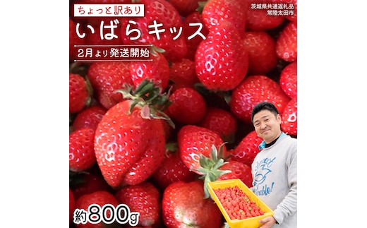 【 先行予約 】《 いばらキッス 》ちょっと訳あり イチゴ たっぷり800g バラ詰め 《 2026年2月以降発送 》（茨城県共通返礼品／常陸太田市） 訳あり いちご 苺 高糖度 甘い 加工用 生食用 ジャム 製菓用 朝採れ 新鮮 数量限定 期間限定