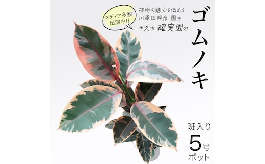 ゴムノキ 斑入り 5号ポット 1点 家庭 で 園芸 鉢植え 苗 庭木 果樹 ガーデニング 植物 確実園 観葉植物 インテリア 植木鉢