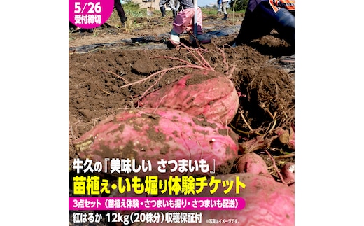 牛久 の『美味しい さつまいも』苗植え・収穫体験付【 苗植え体験 ・ さつまいも掘り ・ 配送付 】3点セット の 体験チケット ( 紅はるか 12kg収穫保証付 ) 体験 収穫 野菜 やさい 芋堀 いもほり 紅はるか