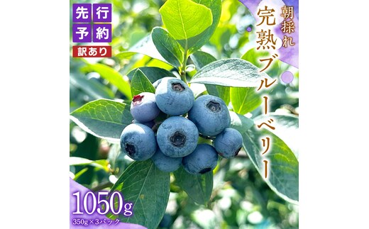 ≪先行予約≫【 訳あり 】 朝採れ 完熟 ブルーベリー 1050g ( 350g × 3パック ) 【 2026年 7月中旬頃より発送開始 】 ぶるーべりー フルーツ 果物 くだもの 新鮮 ベリー 小分け 朝どり 国産 生 規格外 不揃い
