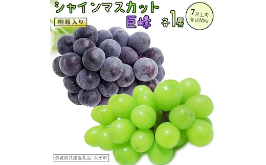 【桐箱入り】 シャインマスカット & 巨峰 (各１房)【2026年7月上旬発送開始】(茨城県共通返礼品：大子町) ぶどう 葡萄 マスカット フルーツ 果物 贈答用 ギフト 贈り物