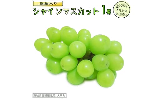 【桐箱入り】 シャインマスカット １房【2025年7月上旬発送開始】(茨城県共通返礼品：大子町) ぶどう 葡萄 マスカット フルーツ 果物 贈答用 ギフト 贈り物