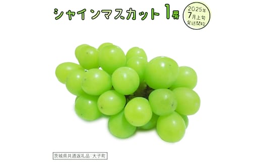 シャインマスカット １房【2025年7月上旬発送開始】(茨城県共通返礼品：大子町) ぶどう 葡萄 ブドウ マスカット フルーツ 果物 スイーツ