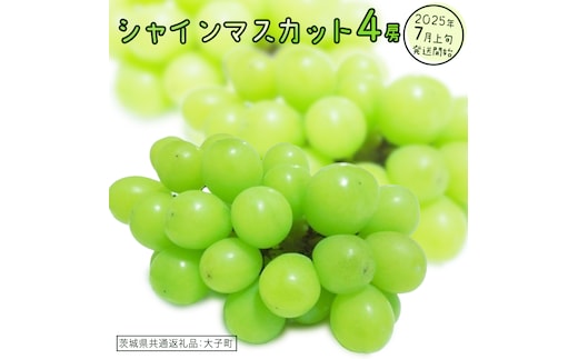 シャインマスカット ４房 【2025年7月上旬発送開始】(茨城県共通返礼品：大子町) ぶどう 葡萄 ブドウ マスカット フルーツ 果物 スイーツ