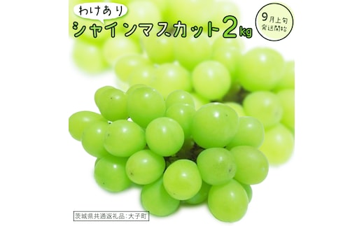 【 訳あり 】 シャインマスカット 2kg 【2026年9月上旬発送開始】(茨城県共通返礼品：大子町) ぶどう 葡萄 マスカット フルーツ 果物 ワケあり ご自宅用 ご家庭用 自分用