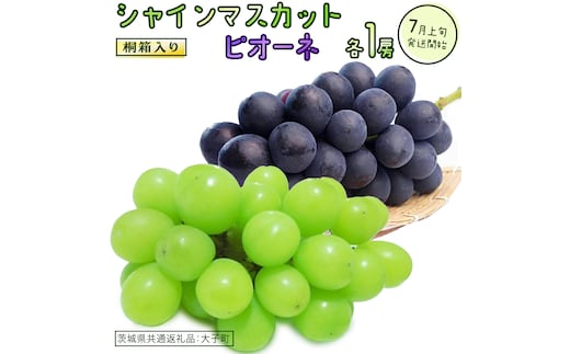 【桐箱入り】 シャインマスカット & ピオーネ (各１房)【2026年7月上旬発送開始】(茨城県共通返礼品：大子町) ぶどう 葡萄 マスカット フルーツ 果物 贈答用 ギフト 贈り物